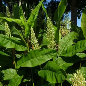Thai Ginger Plant Set - 3 Live Galangal Herb Plants 5-8 Inch - Indoor/Outdoor Garden