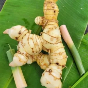 Thai Ginger Plant Set - 3 Live Galangal Herb Plants 5-8 Inch - Indoor/Outdoor Garden