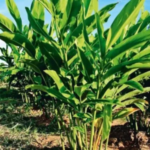 Thai Ginger Plant Set - 3 Live Galangal Herb Plants 5-8 Inch - Indoor/Outdoor Garden