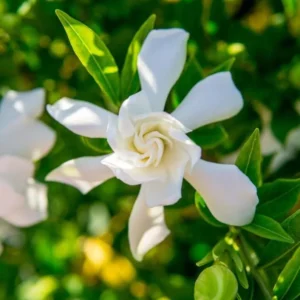 Gardenia Frost Plants - Live Cape Jasmine Plants 5-7 Inch - Set of 2