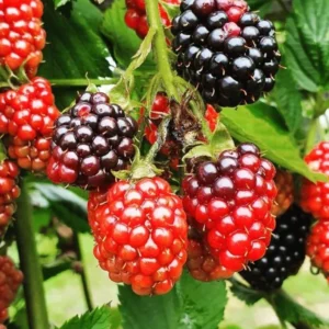 Thornless Blackberry Plants Live for Planting - 2 Pack - Garden Ready