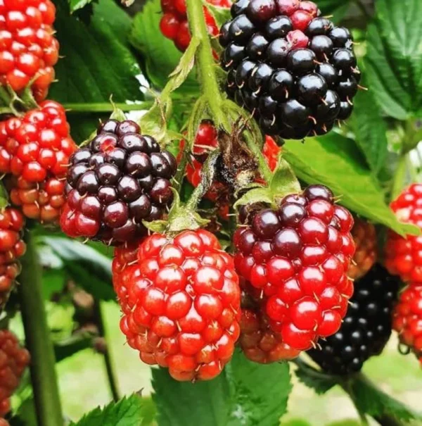 Thornless Blackberry Plants Live for Planting - 2 Pack - Garden Ready