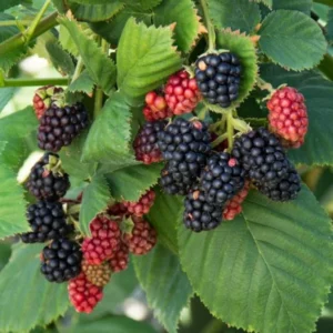 Thornless Blackberry Plants Live for Planting - 2 Pack - Garden Ready