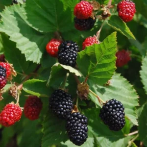 Thornless Blackberry Plants Live for Planting - 2 Pack - Garden Ready