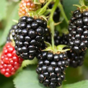 Thornless Blackberry Plants Live for Planting - 2 Pack - Garden Ready