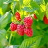 Thornless Raspberry Plants Live - Set of 2 Raspberry Seedlings 5-9 Inches Fruit Trees