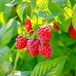 Thornless Raspberry Plants Live - Set of 2 Raspberry Seedlings 5-9 Inches Fruit Trees