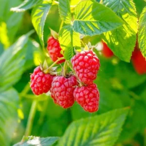 Thornless Raspberry Plants Live - Set of 2 Raspberry Seedlings 5-9 Inches Fruit Trees