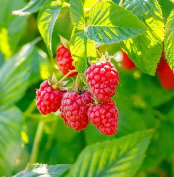 Thornless Raspberry Plants Live - Set of 2 Raspberry Seedlings 5-9 Inches Fruit Trees