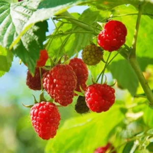 Thornless Raspberry Plants Live - Set of 4 Raspberry Seedlings