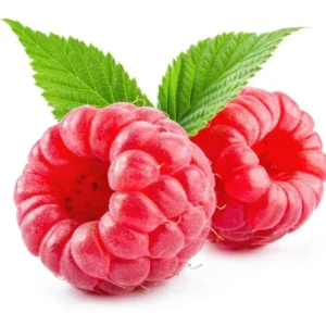 Thornless Raspberry Plants Live - Set of 4 Raspberry Seedlings