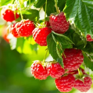 Thornless Raspberry Plants Live - Set of 4 Raspberry Seedlings