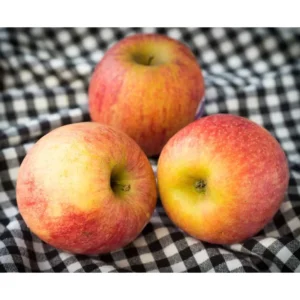 Dwarf Fuji Apple Tree Bare Root Live Plant - Fruit Tree - 2 Years Old 3-4 Feet Tall