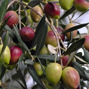 Arbequina Olive Tree Plant Starter - 4-6 Inch Hardy Outdoor Olive Tree