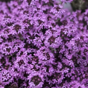 Creeping Thyme Seeds - Ground Cover - 4000 Mixed Seeds - Thymus Serpyllum