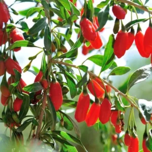 Red Goji Berry Plant Live - Outdoor Goji Berry Tree - 6-9 Inches Tall