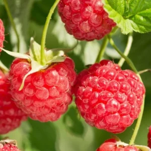 Red Raspberry Plants Live Set of 2 - Sweet Raspberry Fruit Seedlings