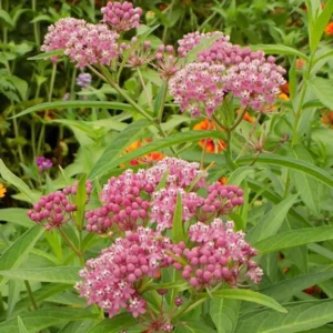 Butterfly Milkweed Plants Live - Tropical Red Milkweed - 4-7