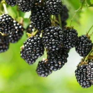 Navaho Thornless Blackberry Plants - 2 Live Bushes Ready to Plant