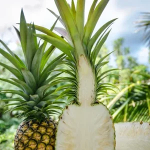 Sugarloaf Pineapple Plant - Live Fruit Tree - 4-6 Inch - Sweet Variety