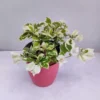 Vanilla Ice Bougainvillea Plants Live Trailing Vines 4-7" Outdoor Garden