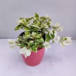 Vanilla Ice Bougainvillea Plants Live Trailing Vines 4-7" Outdoor Garden