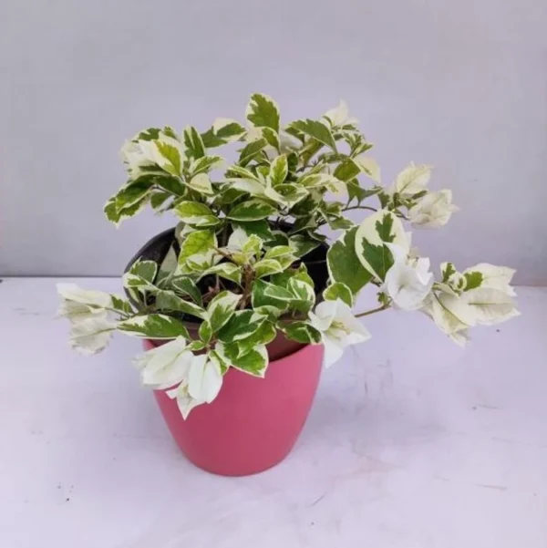 Vanilla Ice Bougainvillea Plants Live Trailing Vines 4-7" Outdoor Garden
