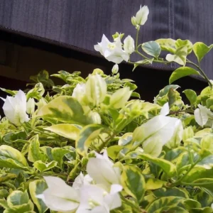 Vanilla Ice Bougainvillea Plants Live Trailing Vines 4-7