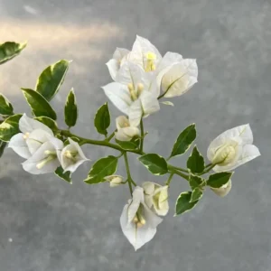 Vanilla Ice Bougainvillea Plants Live Trailing Vines 4-7