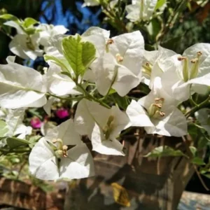 Vanilla Ice Bougainvillea Plants Live Trailing Vines 4-7
