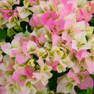 Imperial Thai Delight Bougainvillea Vine Plants - Set of 2 - Outdoor Landscaping