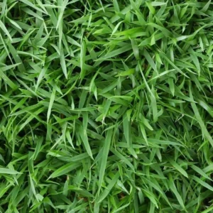 Zoysia Grass Seeds - 10,000 Seeds Ornamental Lawn Grass