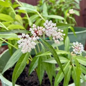 White Milkweed Plants Live, Pack of 2, Outdoor Plants for Monarchs