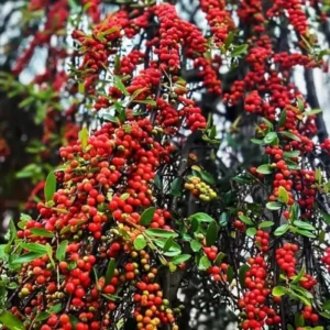 Weeping Yaupon Holly Tree - Live Plant - 4-8 inch - For Hedges & Borders