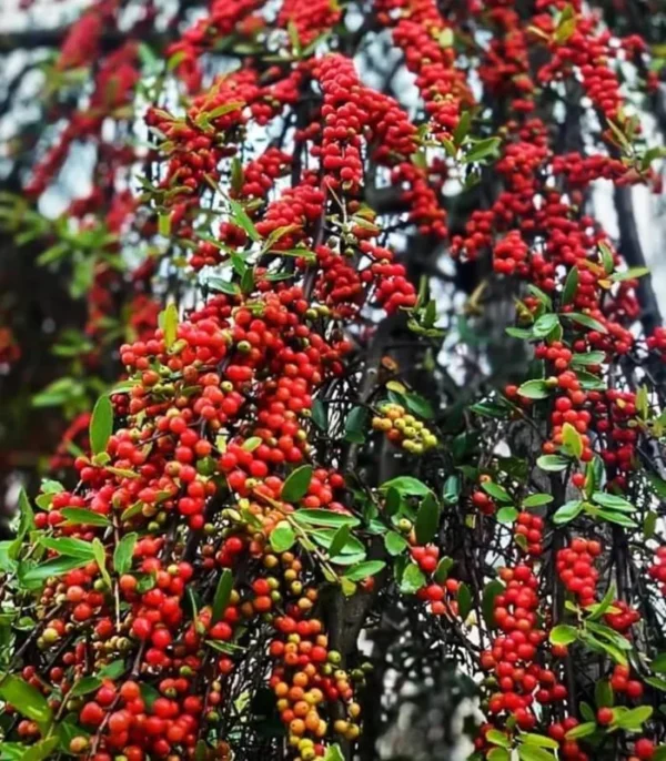 Weeping Yaupon Holly Tree - Live Plant - 4-8 inch - For Hedges & Borders