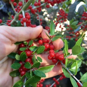 Weeping Yaupon Holly Tree - Live Plant - 4-8 inch - For Hedges & Borders