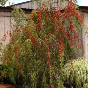 Weeping Yaupon Holly Tree - Live Plant - 4-8 inch - For Hedges & Borders