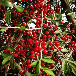 Weeping Yaupon Holly Tree - Live Plant - 4-8 inch - For Hedges & Borders