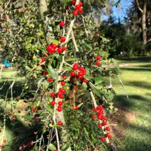 Weeping Yaupon Holly Tree - Live Plant - 4-8 inch - For Hedges & Borders