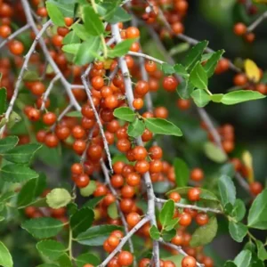 Weeping Yaupon Holly Tree - Live Plant - 4-8 inch - For Hedges & Borders
