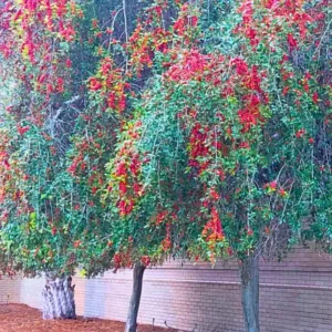 Weeping Yaupon Holly Tree - Live Plant - 4-8 inch - For Hedges & Borders