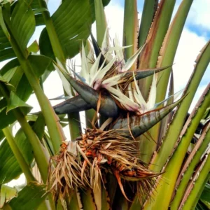 White Bird of Paradise Plant Live - 6-8 Inch Tropical Outdoor Plant