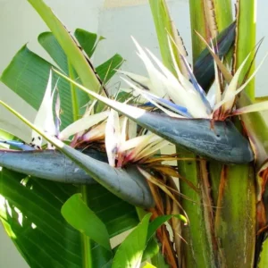 White Bird of Paradise Plant Live - 6-8 Inch Tropical Outdoor Plant