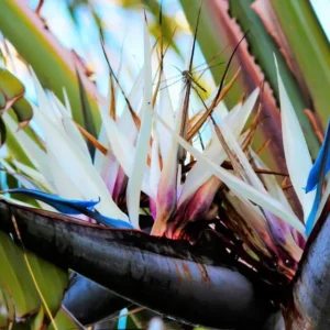 White Bird of Paradise Plant Live - 6-8 Inch Tropical Outdoor Plant