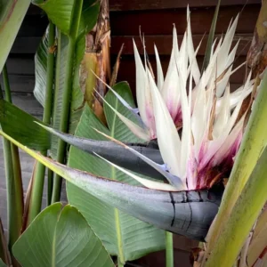 White Bird of Paradise Plant Live - 6-8 Inch Tropical Outdoor Plant