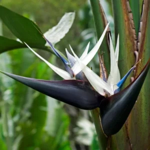 White Bird of Paradise Plant Live - 6-8 Inch Tropical Outdoor Plant