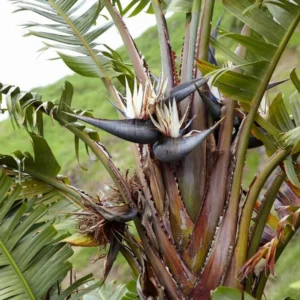 White Bird of Paradise Plant Live - 6-8 Inch Tropical Outdoor Plant