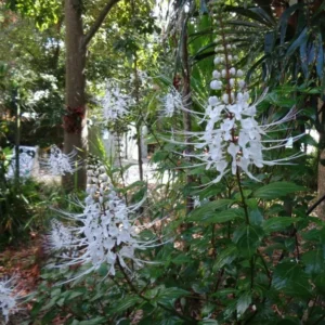 White Cat Whiskers Live Plants - Set of 3, Java Tea Flowering Shrub