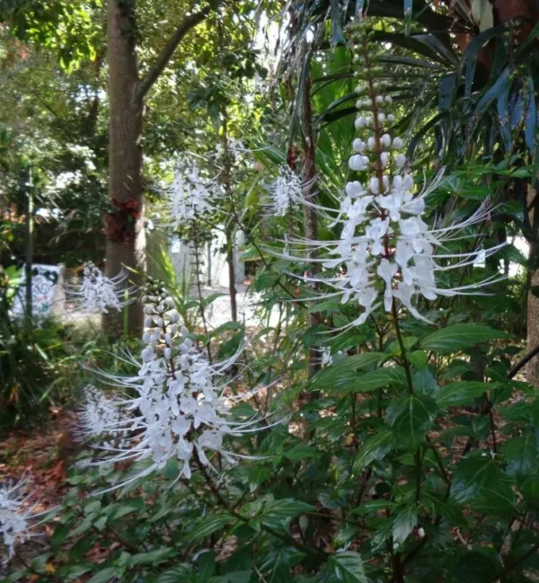 White Cat Whiskers Live Plants - Set of 3, Java Tea Flowering Shrub