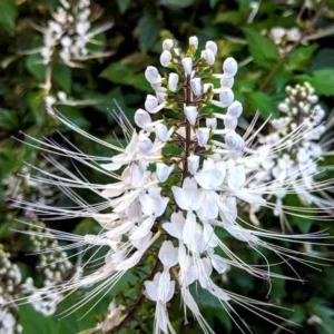 White Cat Whiskers Live Plants - Set of 3, Java Tea Flowering Shrub